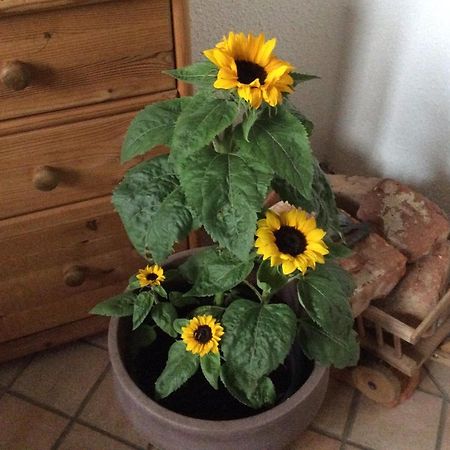 Helfenberg Ferienbauernhof Koller 빌라 외부 사진
