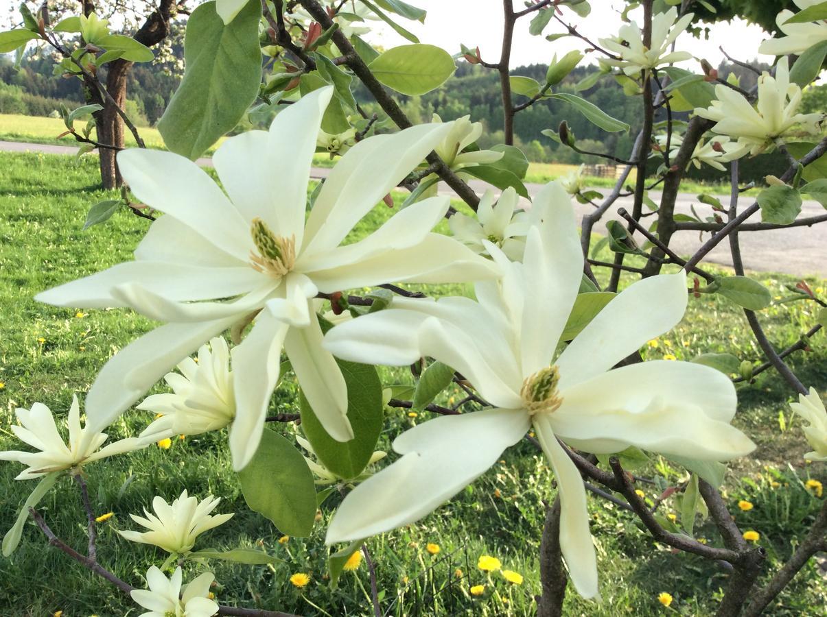 Helfenberg Ferienbauernhof Koller 빌라 외부 사진